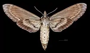 ♀ △Face ventrale (coll.MHNT)