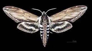 ♂ Face dorsale (coll.MHNT)