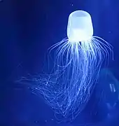 Spirocodon saltator, un Corynidae