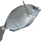 Diplodus holbrookii