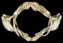 Mâchoire d'une Squatina californica