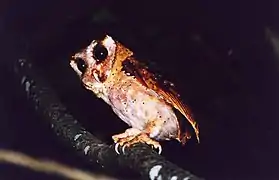 Phodilus assimilis dans la réserve de tigre de Kalakad Mundanthurai Kalakkad Mundanthurai Tiger Reserve&nbsp;(en)