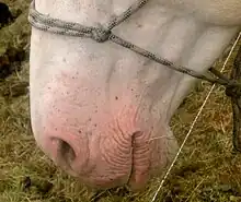 Photo en gros plan de la tête d'un cheval présentant le positionnement d'un licol éthologique entre les yeux et les naseaux