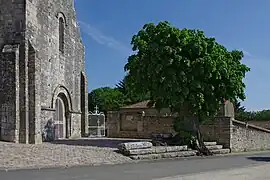 Tilleul dit « de Sully » devant l’église Saint-Pierre.