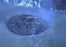 Photo d'un dôme de croissance.