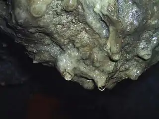 Gouttes d'eau se formant à l'extrémité d'une stalactite (Grotte de Loltun (en), Yucatan).