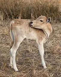 Veau couleur sable se grattant le dos avec les dents, le cou tourné à 180 degrés, dans la campagne de Don Det, Laos. Mars 2021.