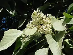 Inflorescence.