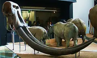 Boîte crânienne pourvue de ses défenses d'un Stegodontidae exposée et conservée au Museum of natural history de Londres.