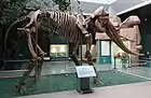 Squelette fossilisé de stégodon conservé et exposé au musée Préhistorique Provincial du Gansu, en Chine.