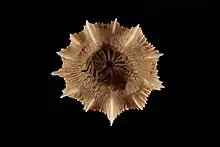 Corail rond et symétrique, blanc, avec un creux au milieu.