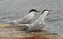 Couple de Sterne pierregarin