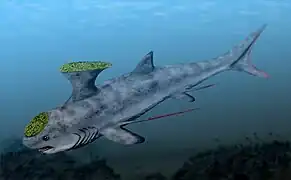 Akmonistion zangerli.