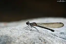 ♀