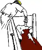 Étourdissement d'une vache immobilisée dans le box d'abattage, avec un pistolet d'abattage.