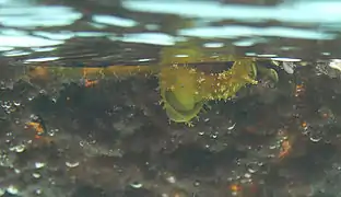 Stylocheilus longicauda