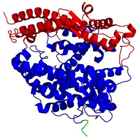 Structure d'une ACE2 humaine montrant les sous-domaines I en rouge et II en bleu du domaine métallopeptidase à zinc ainsi que le début du domaine d'homologie aux collectines C-terminal en vert (PDB&nbsp;1R42).