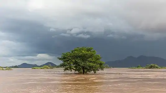 Arbre immergé dans le Mékong sous un ciel sombre pendant la mousson, à Si Phan Don (4000 îles). Août 2018.