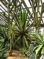 Détail de la serre no&nbsp;16 des succulentes et des cactus avec des cactus-cierges