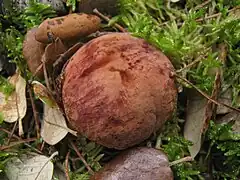 Chapeau brun orangé à brun-rouge