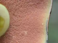 Pores jaunes à orangés