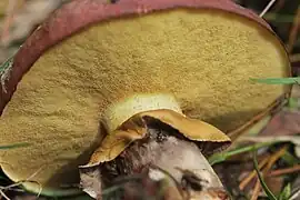 Le pied est orné d'un anneau, il est également granulé au-dessus de cet anneau.