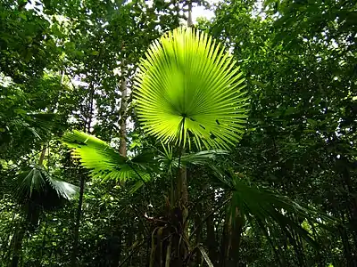 Palmier Saribus rotundifolius dans le sous-étage forestier de la réserve naturelle de Tangkoko, Sulawesi
