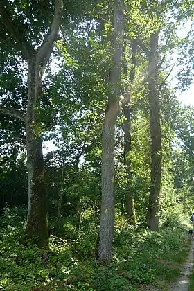 La forêt de Châteauneuf sur la route de Dreux.