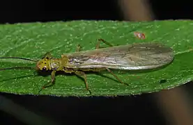 Plecoptera - Sweltsa townesi (en)