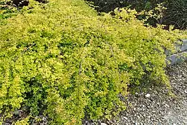 Symphoricarpos chenaulti 'Brain de Soleil' (port général).