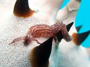 Une holothurie Synaptula media dans la même posture.