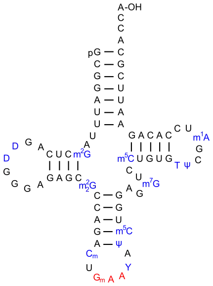 ARNt de phénylalanine chez la levure.La 2′-O-méthylcytidine est notée Cm.