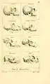 Tableau comparatif des crânes de plusieurs mammifères, dont certains primates, par Georges Cuvier (1797).