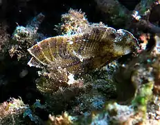 Un Poisson-scorpion feuille (Taenianotus triacanthus)