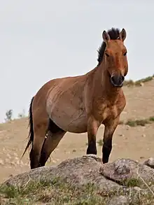 Un Przewalski à Khustain (en) en Mongolie.