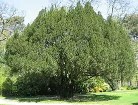 Taxus baccata laissant apparaitre un tronc orthotrope autour duquel s'organisent des axes secondaires plagiotropes.