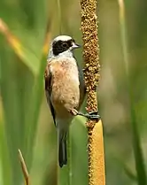 Rémiz penduline(Remiz pendulinus)