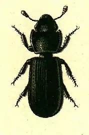 Tenebroides mauritanicus (Cadelle)