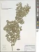 Tephrosia mossiensis.