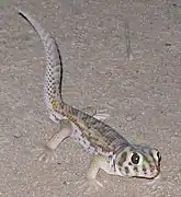 Teratoscincus scincus scincus