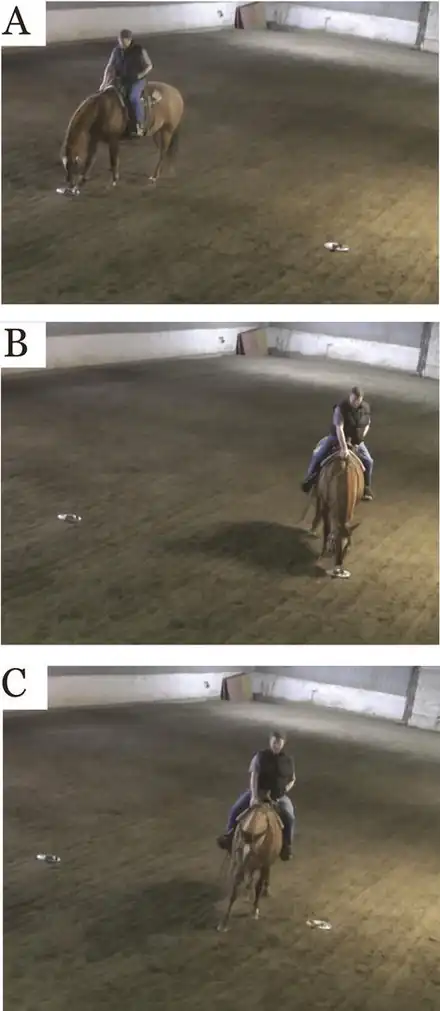Suite de trois photographies montrant le comportement d'un cheval roux face à deux objets.
