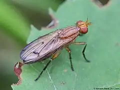 Tetanocera phyllophora.