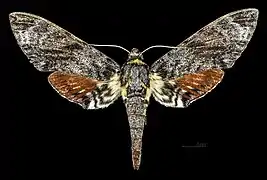 Face dorsale de la femelle MHNT