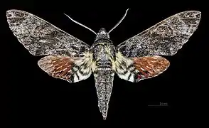 Face dorsale du mâle MHNT