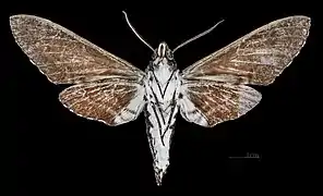 △ revers du mâle MHNT