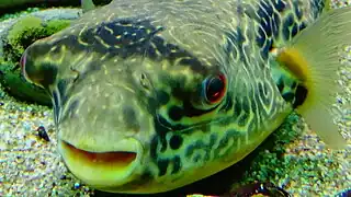 Spécimen à l'aquarium du palais de la Porte Dorée.