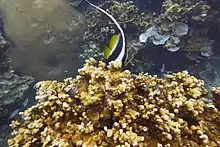 Chaetodontidae, Poisson-cocher