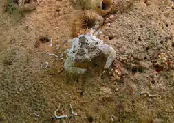 Thalamita aff. picta