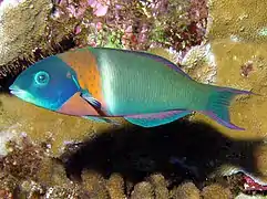 Thalassoma duperreyi