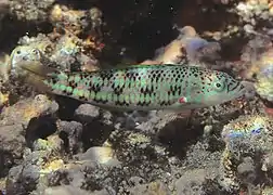 Un labre pourpre (Thalassoma purpureum), jeune individu en phase initiale